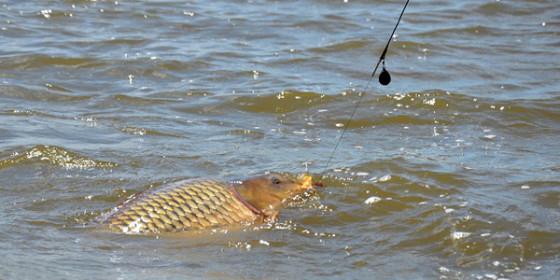 altele  - montura-combi-560x280.jpg